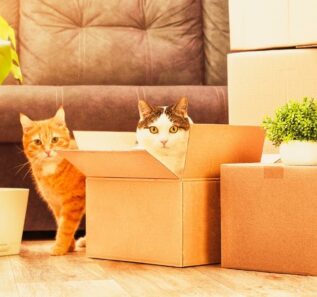 two cats playing in cardboard boxes, moving to a new house